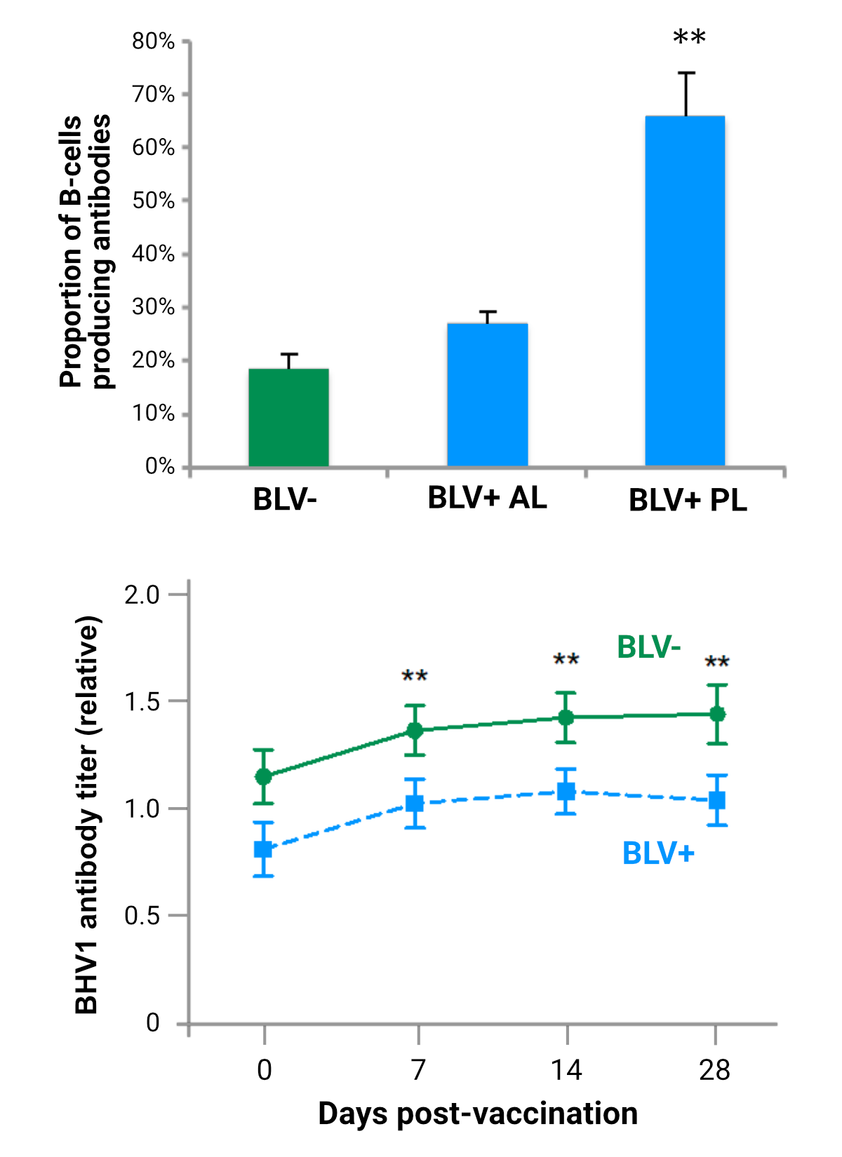 BLV-infected B-cells are active but have reduced ability to release pathogen-targeting antibodies